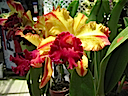 Hawaii orchids 1