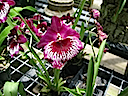 Hawaii orchids 2