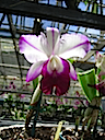 Hawaii orchids 9