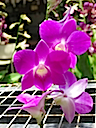 Hawaii orchids 6