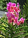 Hawaii orchids 8