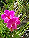 Hawaii orchids 5