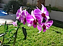 My Orchid 2