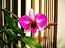 My Orchid 5