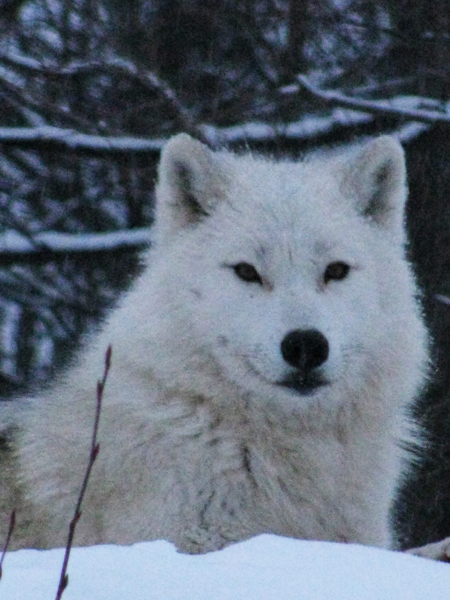 wolfA